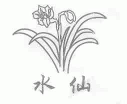 水仙