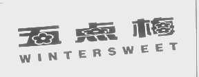 五点梅   WINTERSWEET