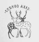 CERVUS AXIS