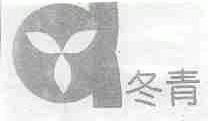 冬青