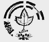 枫叶
