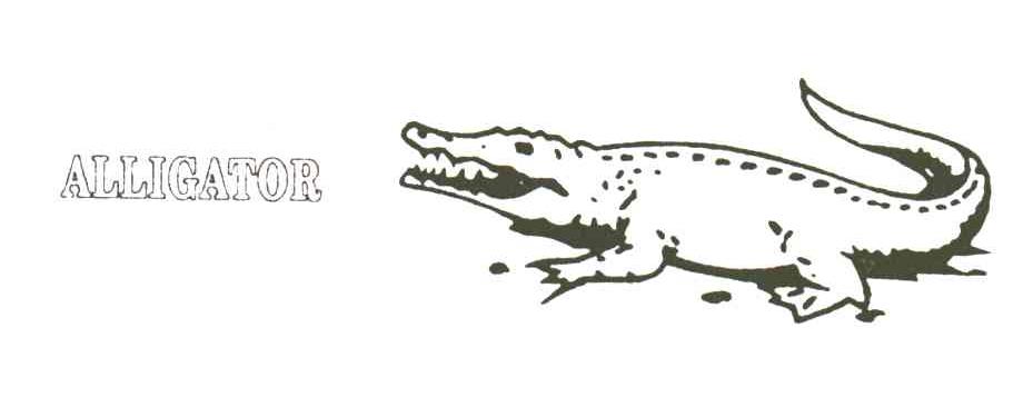 ALLIGATOR