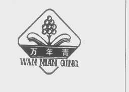 万年青