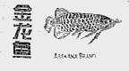 金龙鱼;ARAWANA BPAND