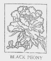 黑牡丹;BLACK PEONY