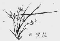 兰花