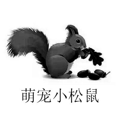 萌宠小松鼠