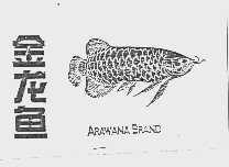 金龙鱼  ARAWANA