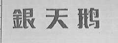 银天鹅