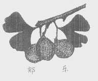 郯乐