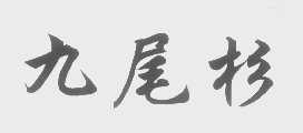 九尾杉
