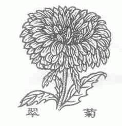 翠菊