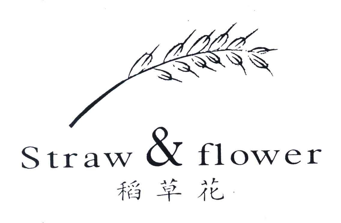 稻草花;STRAW & FLOWER