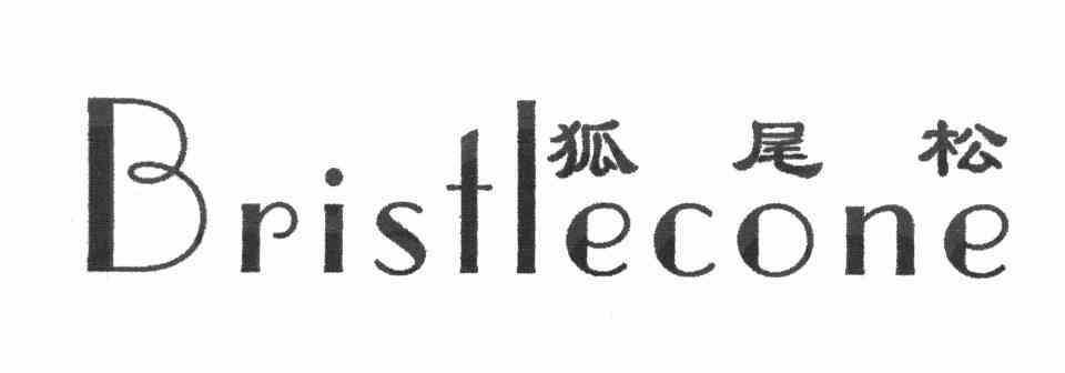 狐尾松 BRISTLECONE