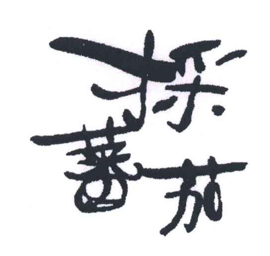 採蕃茄