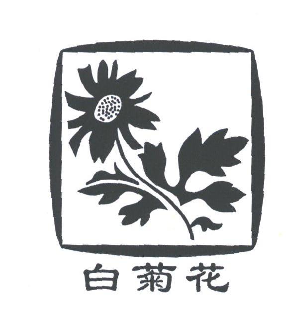 白菊花