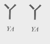 丫丫
