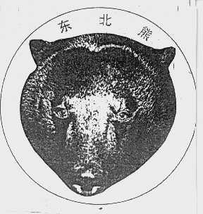 东北熊