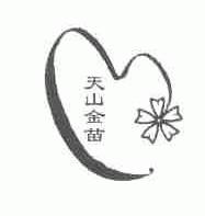 天山金苗
