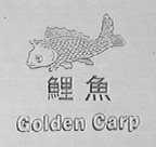 鲤鱼  GOLDEN CARP