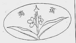 美人蕉