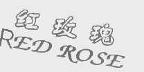 红玫瑰   RED ROSE