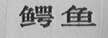 鳄鱼