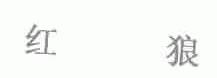 红狼