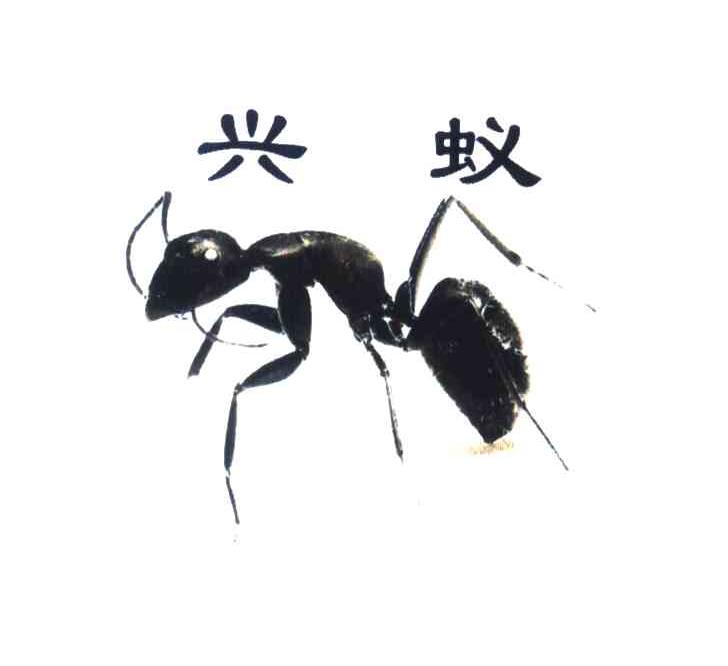 兴蚁