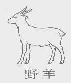 野羊