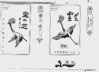 灵芝