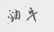 劲牛