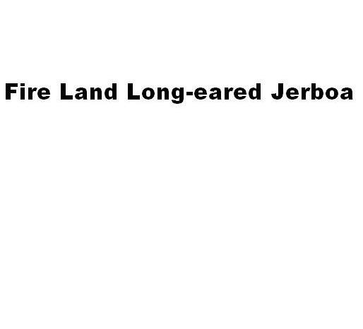 FIRE LAND LONG-EARED JERBOA