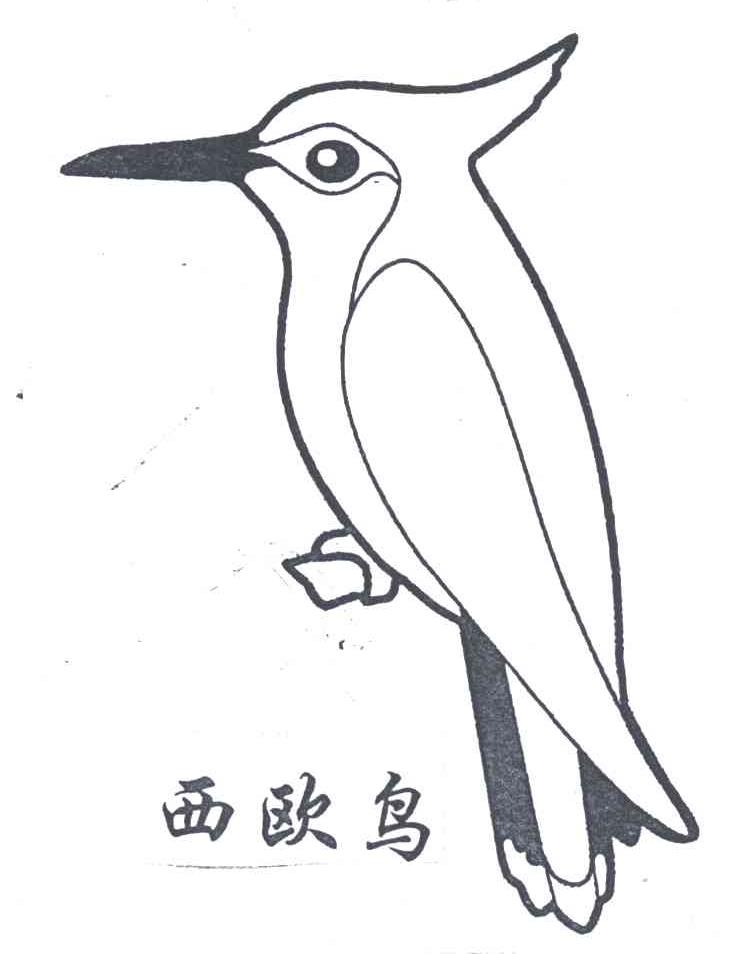 西欧鸟