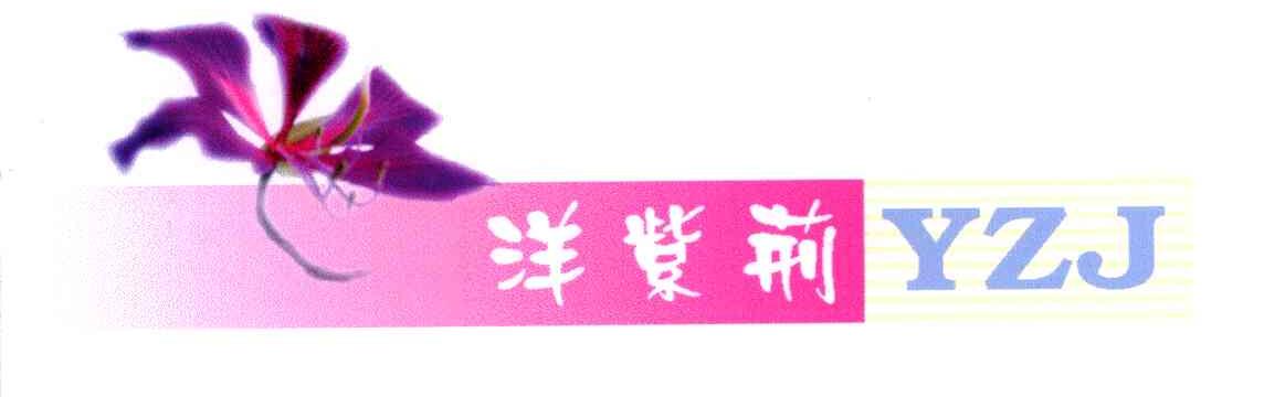 洋紫荆;YZJ