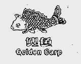 鲤鱼;GOLDEN CARP